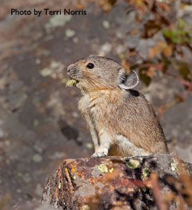 pika